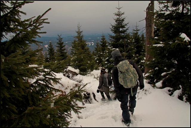 Snow tracking lynx tracks